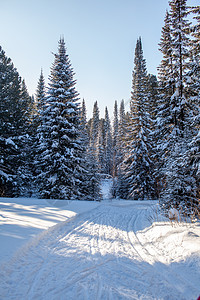 穿过冬天的森林 美丽的冬天风景 笑声 寒冷的 天空图片