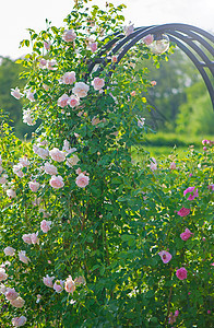 玫瑰花在玫瑰花园中开花 在模糊的玫瑰背景上 花园玫瑰 天空图片