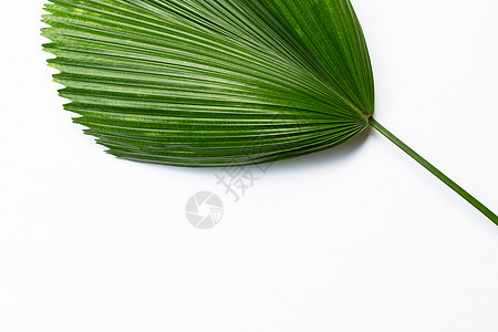 斐济棕榈粉白色背景图片