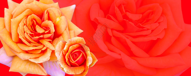 横幅上写着春天的概念 黄橙玫瑰 植物群 假期 爱背景图片