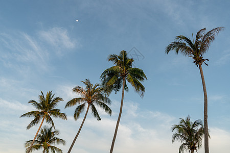 一群椰子棕榈树和蓝天空图片