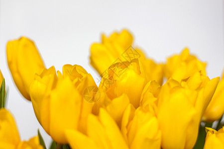 3 8妇女节一束新鲜的黄色郁金香在白色孤立的背景上 花瓶里的春天的花朵 春天或假期的概念 3 月 8 日 国际妇女节 花店 爱背景