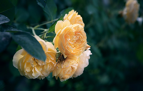 花园中美丽的玫瑰花朵 植物 花瓣 浪漫 情人节图片