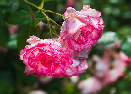 花园中美丽的玫瑰花朵 植物群 假期 玫瑰花园 浪漫的 花瓣图片