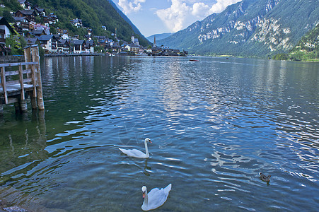 阿尔卑斯的Hallstatat 在奥地利湖中游泳的天鹅 德式建筑图片