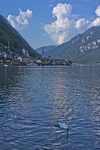 阿尔卑斯的Hallstatat 在奥地利湖中游泳的天鹅 地标 瓦屋顶图片