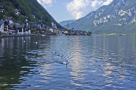 阿尔卑斯的Hallstatat 在奥地利湖中游泳的天鹅 古老建筑 房屋图片