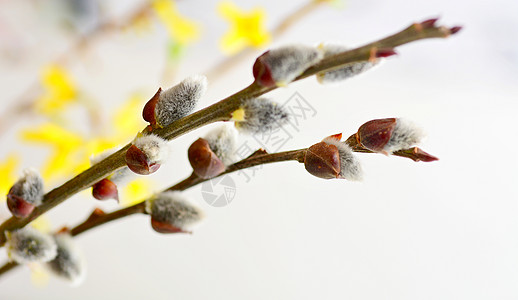 春天美肤节普西柳花芽 猫 花粉 开花 四月 盛开 绽放背景