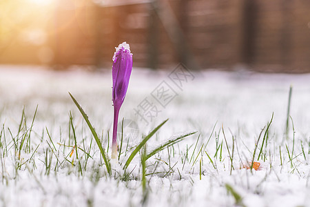 前院的雪泉春天 雪中的花朵 克罗库斯 季节图片