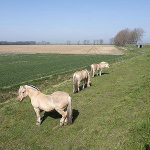 在荷兰河内泽兰省杜特奇的岛屿上乡村公路附近放牧的马匹 农村 蓝色的图片