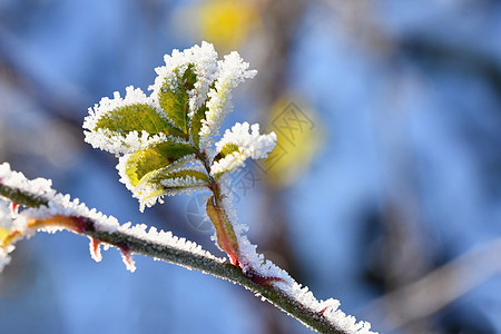 冰霜和树枝上的雪 美丽的冬季季节背景 冷冻的自然照片 针叶 天空图片