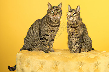 两只欧洲短头发小猫 男女猫 坐在黄色的切斯特野地泡芙上 背着黄色背景图片