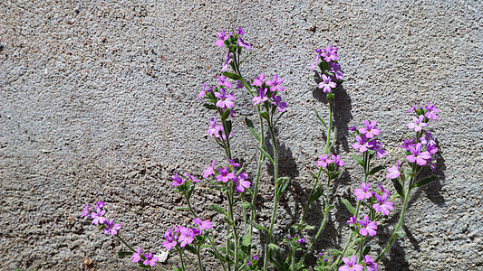 小紫色花朵在房子墙附近生长 具体背景情况 美丽的 花瓣图片