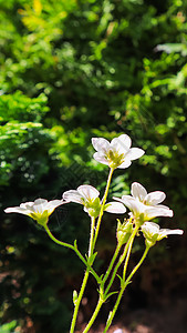 香花背景 小白花 小白花 在黑暗背景下的沙草图片