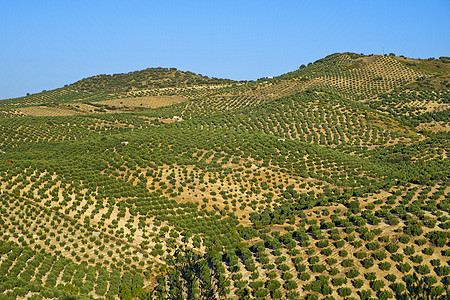 Olive Grove土地 西班牙皮尼亚尔高清图片