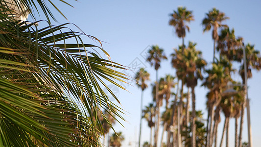 美国加利福尼亚州洛杉矶的棕榈树 太平洋上圣塔莫尼卡和威尼斯海滩的夏季美学 湛蓝的天空和标志性的棕榈树 好莱坞比佛利山庄的氛围 洛图片