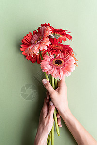 绿色背景上的粉色和红色非洲菊雏菊花束 浪漫图片
