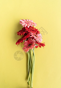 绿色背景上的粉色和红色非洲菊雏菊花束 开花图片
