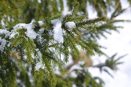 白雪覆盖了树枝 露天有透明的冰柱图片