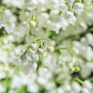 山谷花朵的鲜丽百合 自然花种背景 香气 花束图片