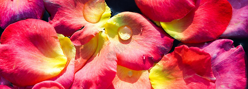 红黄玫瑰花瓣在水面上 阿洛玛治疗和温泉的概念 环境 美丽图片