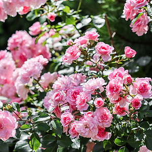 名片设计在花园中美丽的粉红玫瑰Bonica 适合生日 情人节和母亲节的贺卡背景情况 请查看InfoFinland上的 衬套 盛开背景