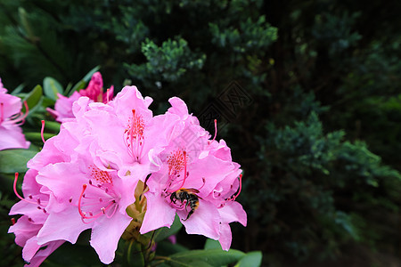 盛开的粉红色杜鹃花和大黄蜂 园艺概念 花卉背景 美丽的 叶子图片