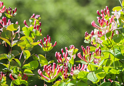 花园里的粉红蜂蜜花蕾和花朵山地 盛开的木丁 里亚 公园图片