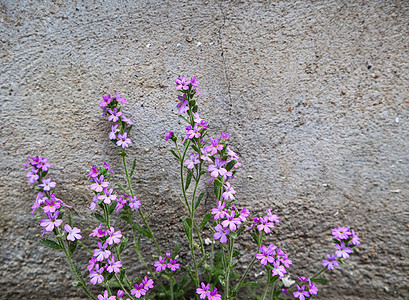 小紫色花朵在房子墙附近生长 具体背景情况 草本植物 卡片图片