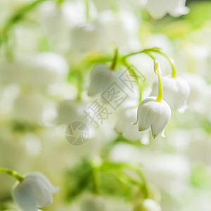 山谷花朵的鲜丽百合 自然花种背景 四月 朵朵图片