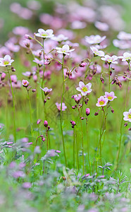 春花园中含盐质草苔的白色粉红色鲜花 植物 春天图片