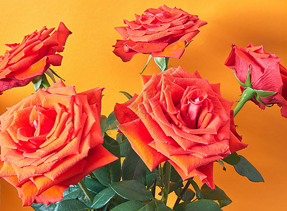 橙色背景的玫瑰花布图片
