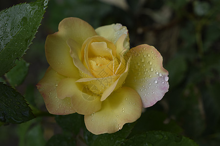 玫瑰鲜花饼颜色变化随着露水而上升 繁荣 雨 爱 假期 衬套背景