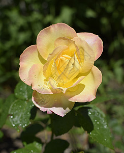 玫瑰鲜花饼颜色变化随着露水而上升 繁荣 开花 浪漫 玫瑰背景