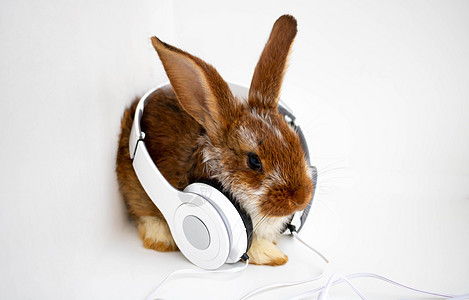 白耳机中的红褐兔子 坐在白色背景上图片