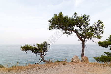海边的松树 天空 悬崖 天蓝色 沿海 安塔利亚 土耳其 自然 蓝色的图片