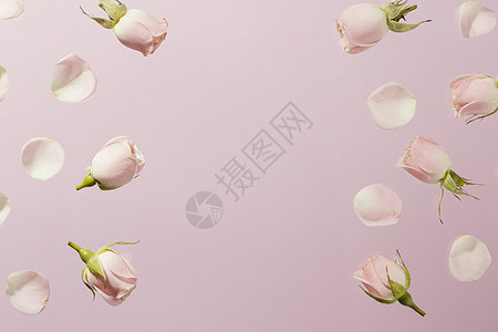 平铺粉色春玫瑰 带复制空间 2 高品质美丽照片概念背景图片