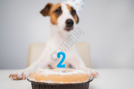 杰克罗素梗犬戴着节日帽 旁边是白色背景上点着蜡烛的馅饼 这只狗正在庆祝它的第二个生日 哺乳动物 幽默图片