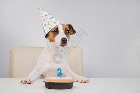 杰克罗素梗犬戴着节日帽 旁边是白色背景上点着蜡烛的馅饼 这只狗正在庆祝它的第二个生日 老的 伴侣图片