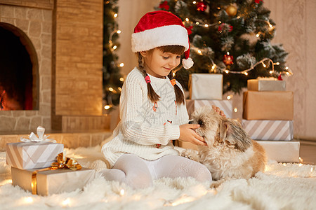 小女孩带着小狗坐在杉树附近的地板上 孩子在节日客厅里和北京狗玩耍 孩子穿着白色套头衫和圣诞老人帽子 圣诞前夜可爱的学龄前儿童图片