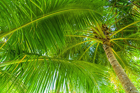 沙滩暑暑假背景 椰子棕榈树图片