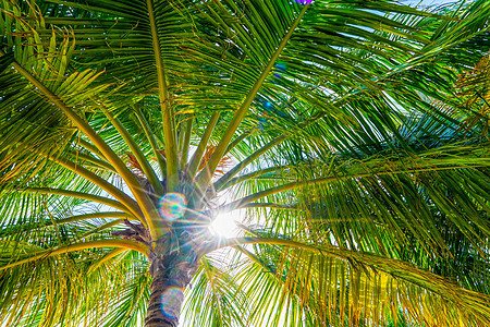 沙滩暑暑假背景 椰子棕榈树和上挂棕榈树叶 异国情调 夏天图片