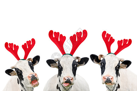 圣诞快乐的奶牛在白色背景上被孤立 在圣诞驯鹿Antlers头带里画了三只牛的肖像 十二月 动物图片