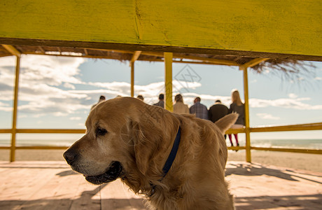 海滩上带着狗的年轻人 酒吧 步行 晴天 波浪图片