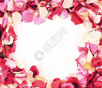 白色背景上美丽的玫瑰花瓣的架子图片