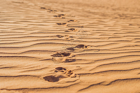 日出红沙漠沙滩上的脚印 地平线 美丽的 户外 摩洛哥图片