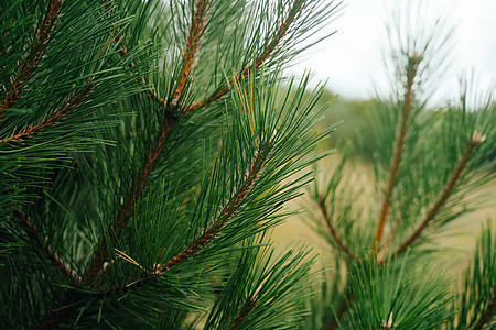 松树枝 天然背景 新鲜又多汁的针头 圣诞节 木头图片
