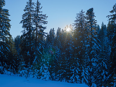 冬季风景 闪光 蓝色的 寒冷的 冰 树 玩具 假期 十二月背景图片