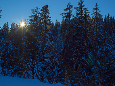 冬季风景 闪光 寒冷的 装饰风格 松树 玻璃 玩具 树 十二月背景图片