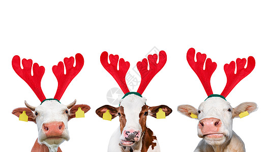 圣诞快乐的奶牛在白色背景上被孤立 在圣诞驯鹿Antlers头带里画了三只牛的肖像 漫画 喇叭图片